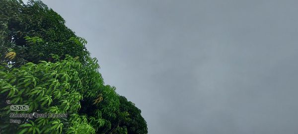 Low angle view of tree against sky