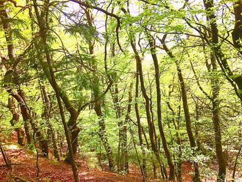 View of trees in forest