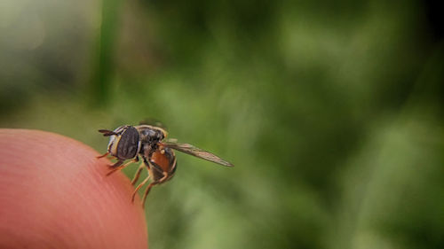 Close-up of insect on leaf