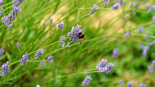 Bumble bee on the lavender flower