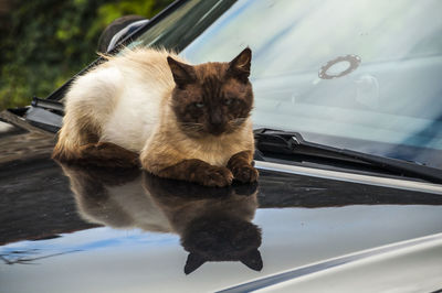 Cat sitting on a car