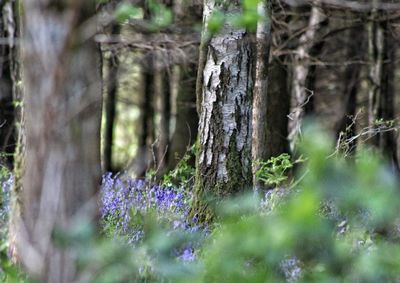 Purple flower trees on field
