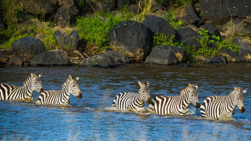 Zebras drinking water on rock