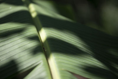 High angle view of plant leaves