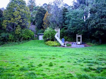 Trees and plants on field in park