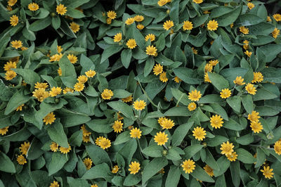 Full frame shot of flowering plants