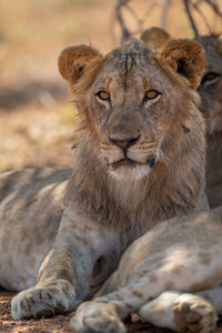 Close-up of young male lion lying gazing