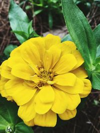 Close-up of yellow flower blooming outdoors