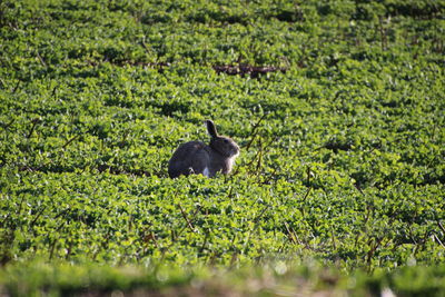 Black cat in a field