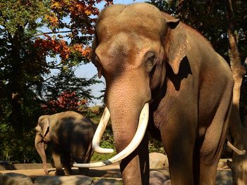 View of elephant and plants against trees