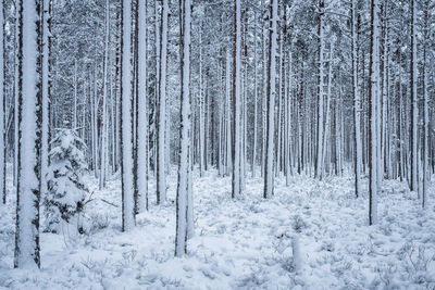 Trees in forest during winter