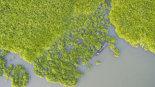 High angle view of plant growing in lake