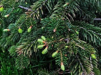 Close-up of pine tree