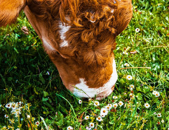 High angle view of a dog on field