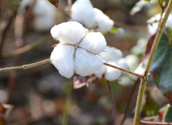 Close-up of white flower on twig