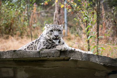 Cat looking away