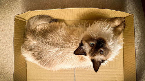 Photos of a cat in the box 