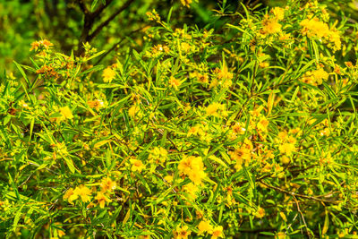 Full frame shot of flowering plants on field