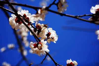 Close-up of apple blossoms in spring