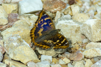 Close-up of butterfly on rock