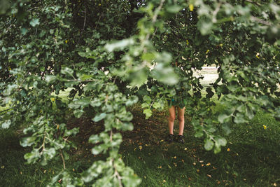 Boy hiding behind trees and plants growing in forest