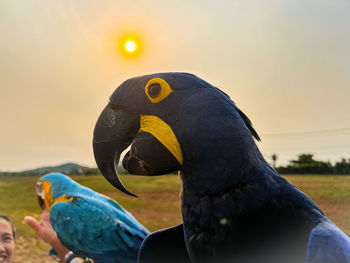 Hyacinth macaw in the sunset