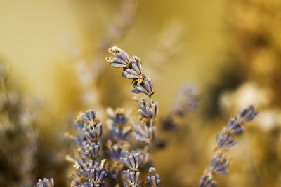 Dry plants and flowers macro, blur background and bokeh, yellow and orange colors mix. 