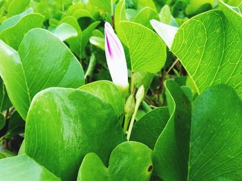 Close-up of green leaves on plant