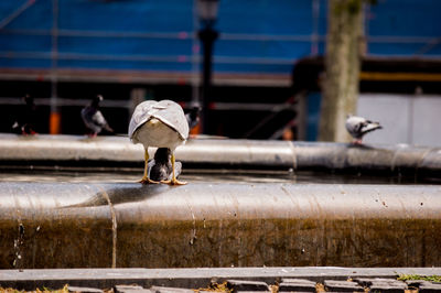 Metallic structure by railing