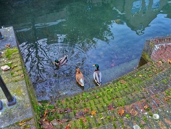 View of an animal in pond