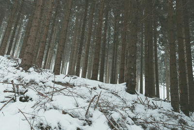 Snow covered trees in forest