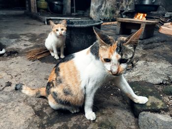 Portrait of cats sitting outdoors