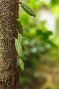 Close-up of plant growing on tree trunk