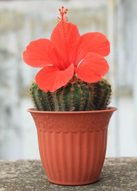 Close-up of red potted plant