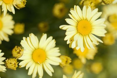 Close-up of yellow flowering plant