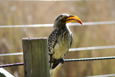 Close-up of hornbill perching on wire