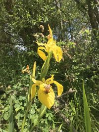 Close up of yellow flower