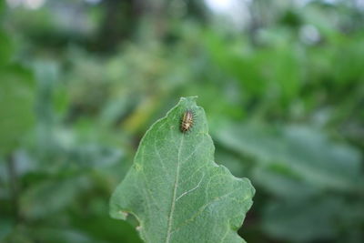 Close-up of insect on leaf