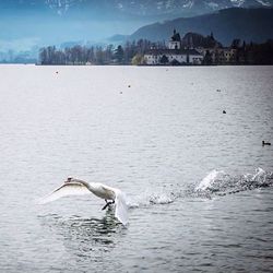 Seagull flying over calm sea