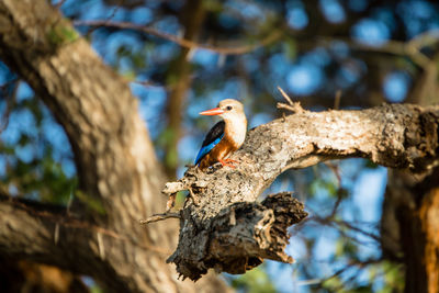 Close-up of a kingfisher perching on tree