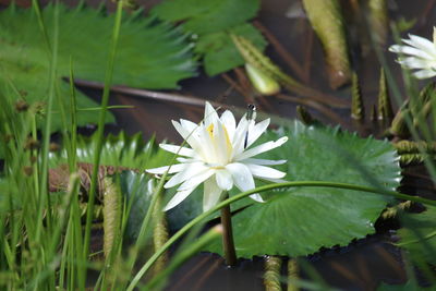 Close-up of white flowering plant