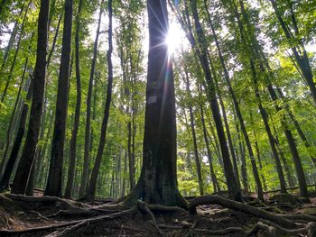 Low angle view of bamboo trees in forest