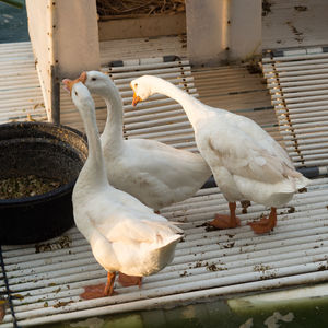 Close-up of birds perching on wood