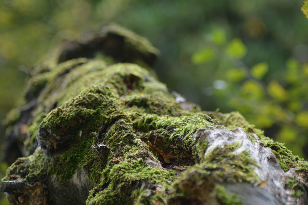 moss, focus on foreground, close-up, green color, selective focus, rock - object, nature, tree, reptile, textured, outdoors, forest, day, no people, animal themes, growth, animals in the wild, one animal, rough, tree trunk