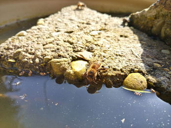 High angle view of crab on rock