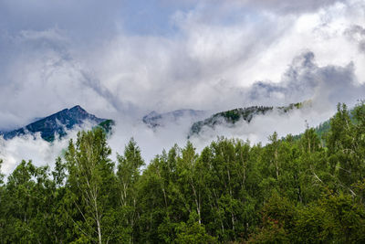 Foggy mountain landscape