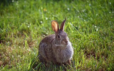 Backlit cottontail rabbit in short grass