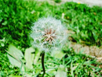 Close-up of dandelion blooming outdoors