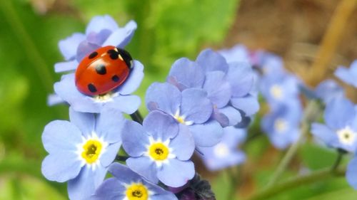 Close-up of ladybug on flower