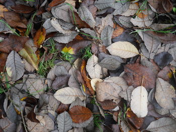 Full frame shot of leaves